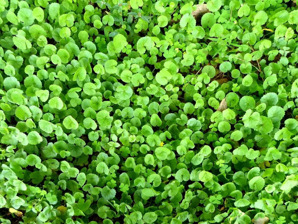 Właściwości Gotu Kola – co potrafi wyleczyć ta roślina?