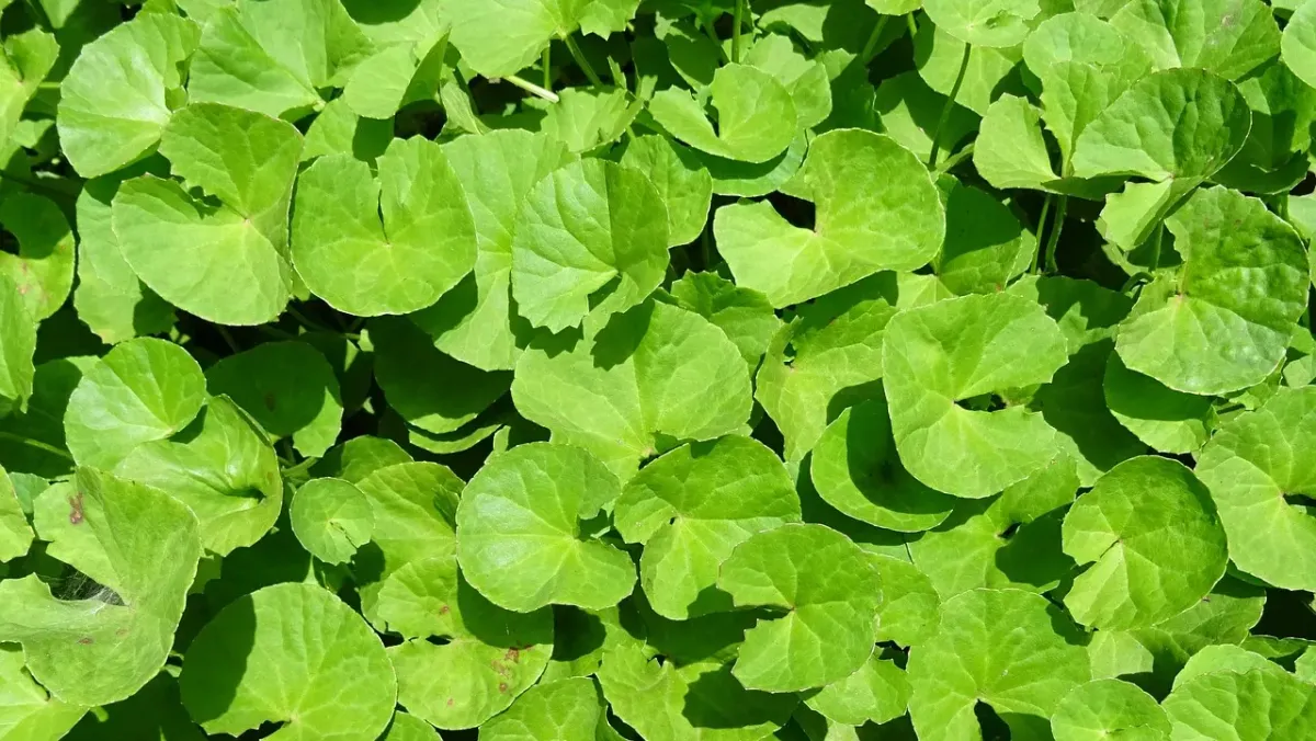 Właściwości Gotu Kola – co potrafi wyleczyć ta roślina?